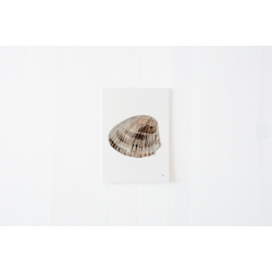 Kort fra kysten 2 (A5 kort musling )