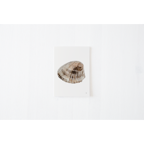 Kort fra kysten 2 (A5 kort musling )